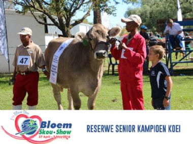 1- Reserwe Senior Kampioen Koei - 