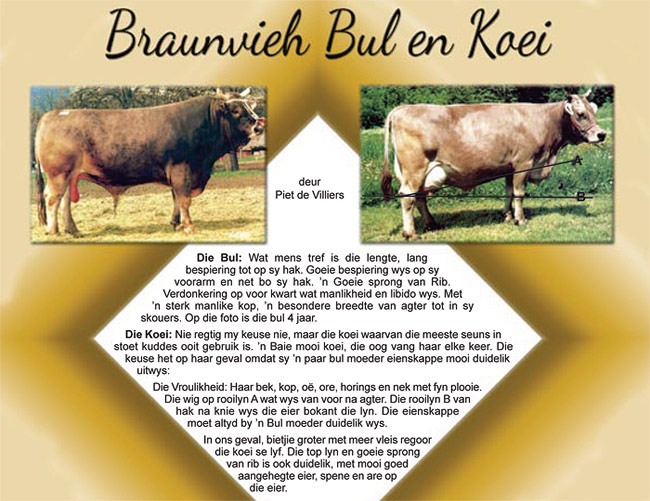 Braunvieh Bull and Cow