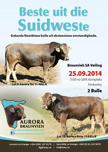 Aurora Braunvieh Auction