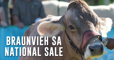 National Braunvieh SA Auction 2016