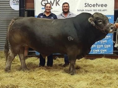 Lot 7 - Sold to R70 000 to Mr Hendrik Prinsloo and Willie Jacobsz of Supreme Braunvieh Stud of Bethal.
