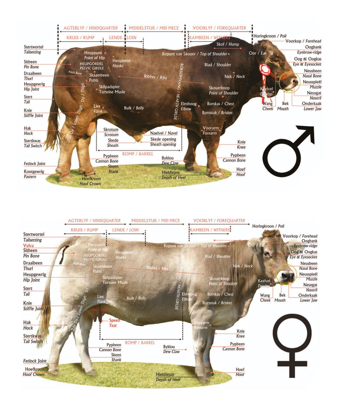 Braunvieh Anatomy