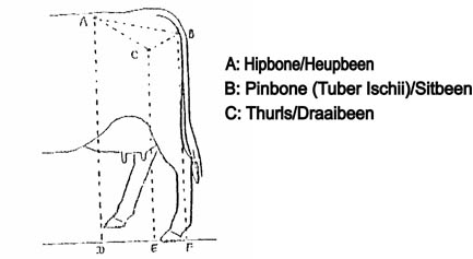 Braunvieh