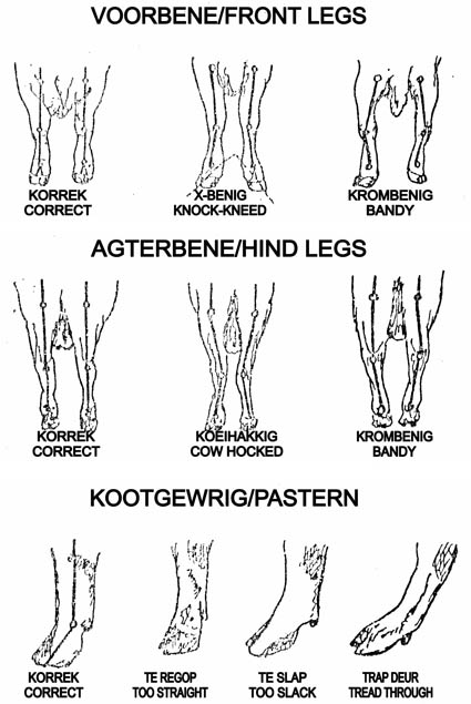 Braunvieh Legs