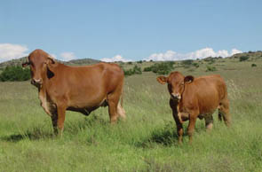  - Afrikaner cow with a Braunvieh calf