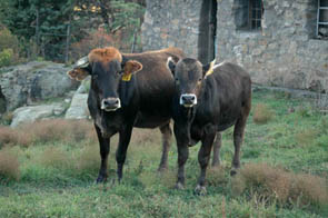  - Braunvieh x Afrikaner with a Braunvieh calf