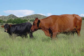  - Bonsmara cow with a Braunvieh calf