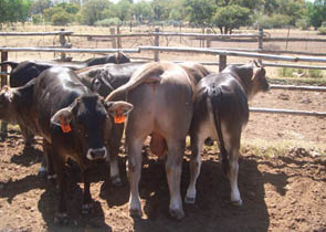  - Boran x Braunvieh calves with a Braunvieh calf