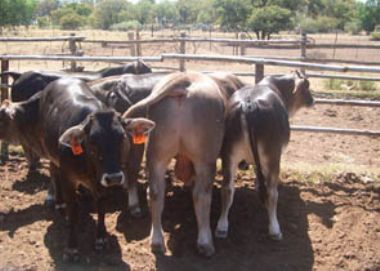  - Boran X Braunvieh kalwers saam met Braunvieh kalf
