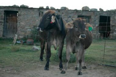  - Braunvieh X Brahman met Braunvieh kalf
