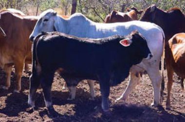  - Brahman met 'n 4 en 'n half maande Braunvieh kalf