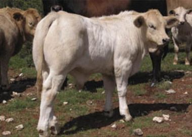  - Braunvieh X Brahman X Charolais
