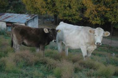  - Braunvieh X Charolais
