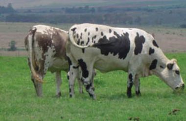  - Braunvieh X Nguni

