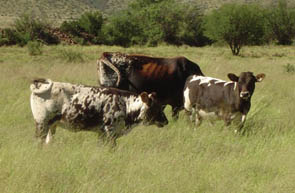  - Nguni cow with Braunvieh calves