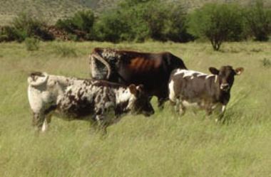  - Nguni koei met Braunvieh kalwers
