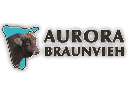 Aurora Braunvieh Stud first began in 2005 with the intention of breeding and producing top quality Braunvieh in Namibia for the Namibian market. We are situated in the Omaheke Region close to Summerdown on the C29.