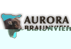 Aurora Braunvieh Stud first began in 2005 with the intention of breeding and producing top quality Braunvieh in Namibia for the Namibian market. We are situated in the Omaheke Region close to Summerdown on the C29.