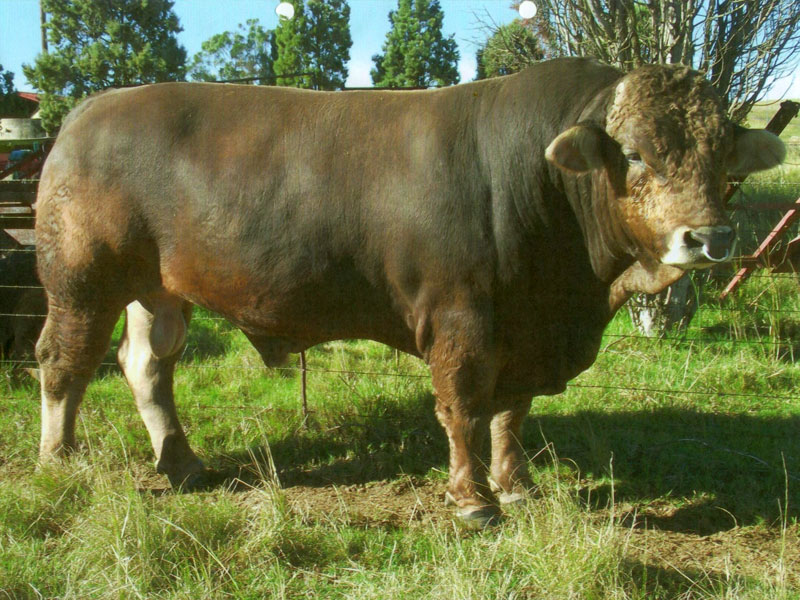 Braunvieh Bull for sale:  Witbek Kalahari - For sale: the bull Witbek Kalahari, bred by Hans Bester, currently owned by Johan Hennin 
