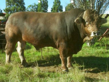 Braunvieh Bull for sale:  Witbek Kalahari