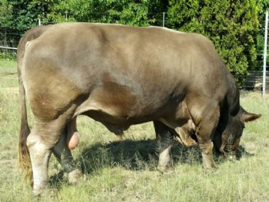 Braunvieh Bull for sale:  Witbek Kalahari