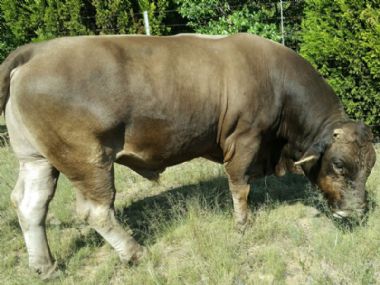 Braunvieh Bull for sale:  Witbek Kalahari